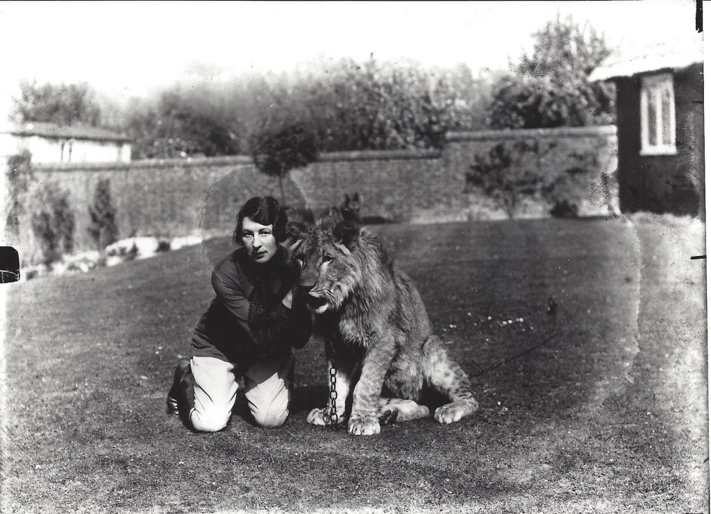 Letcombe Lion 2