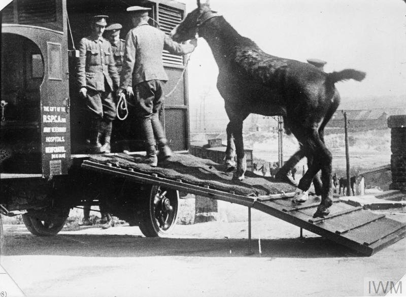 Real War Horse